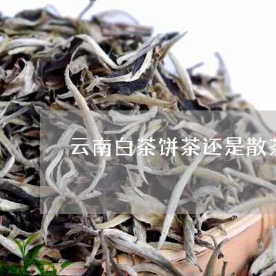 云南白茶饼茶还是散茶/2023092757373