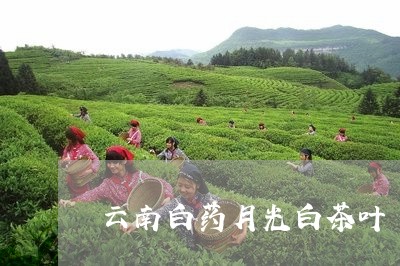 云南白药月光白茶叶/2023121658591