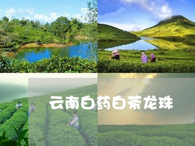 云南白药白茶龙珠/2023061449281