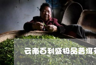 云南百利盛极品普洱茶/2023093029491