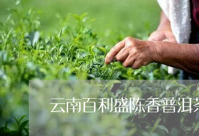 云南百利盛陈香普洱茶/2023061555241