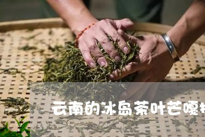 云南的冰岛茶叶芒嘎拉普洱茶/2023052732816