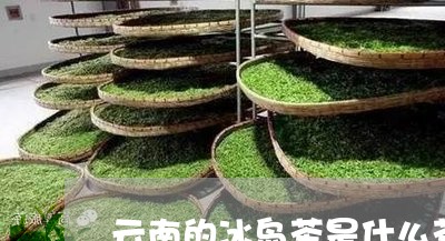 云南的冰岛茶是什么茶/2023061228161