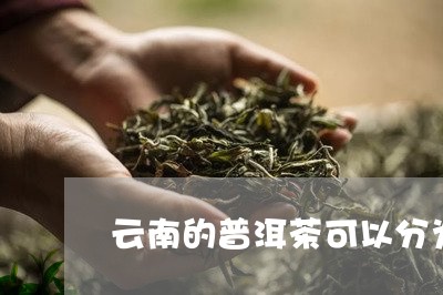 云南的普洱茶可以分为/2023100716158