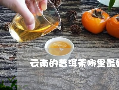 云南的普洱茶哪里最好/2023100649159