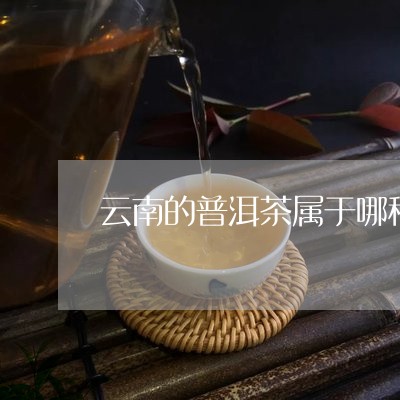 云南的普洱茶属于哪种茶叶/2023082896283