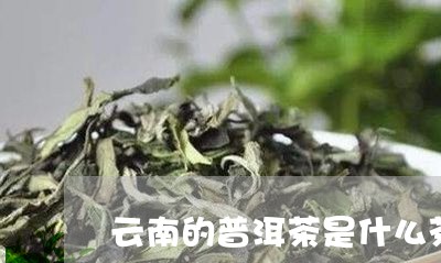 云南的普洱茶是什么茶/2023080340581