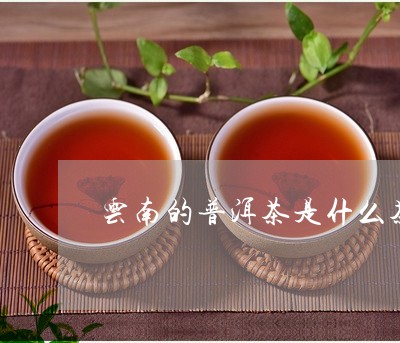 云南的普洱茶是什么茶/2023100785152