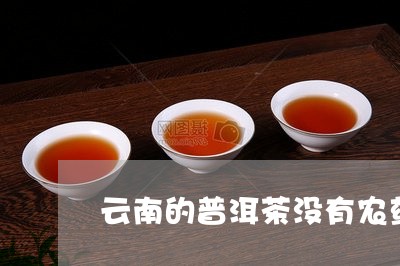 云南的普洱茶没有农药/2023100536158