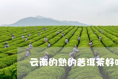 云南的熟的普洱茶好吗/2023061889694