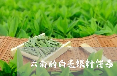 云南的白毫银针饼茶/2023081204058