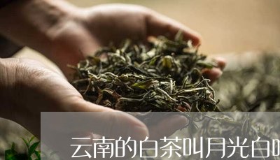 云南的白茶叫月光白吗/2023092772825