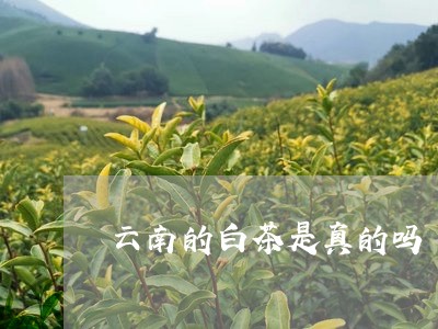 云南的白茶是真的吗/2023121683816