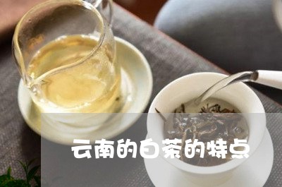 云南的白茶的特点/2023061415094