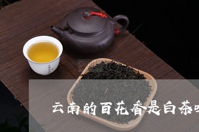 云南的百花香是白茶吗/2023092673917