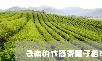 云南的竹筒茶属于普洱茶吗/2023081534947