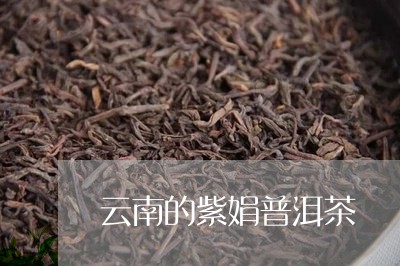 云南的紫娟普洱茶/2023120327360