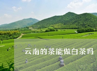 云南的茶能做白茶吗/2023071590484