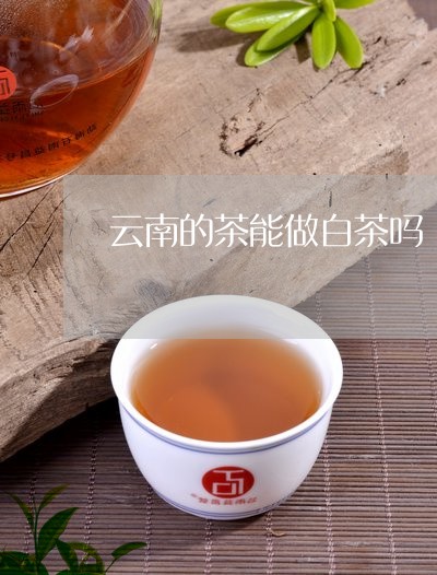 云南的茶能做白茶吗/2023121728369
