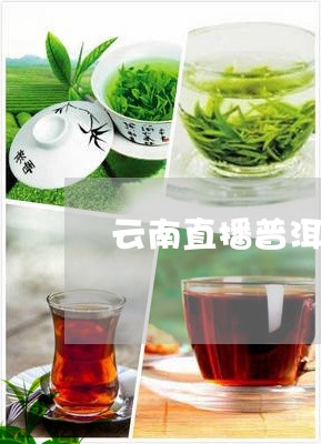 云南直播普洱茶熟茶/2023120520736