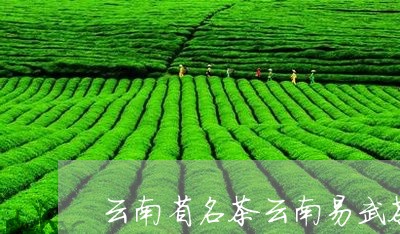 云南省名茶云南易武茶/2023061113826