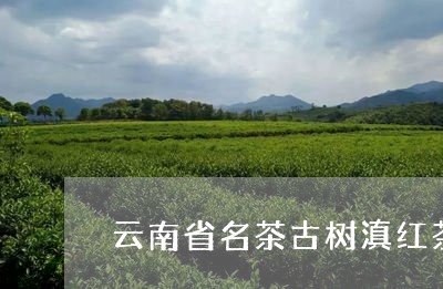 云南省名茶古树滇红茶的价格/2023052757459