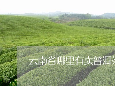 云南省哪里有卖普洱茶/2023092895718