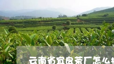 云南省宜良茶厂怎么样/2023071667249