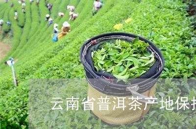 云南省普洱茶产地保护/2023062026259