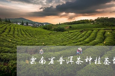 云南省普洱茶种植基地/2023082739358