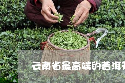 云南省最高端的普洱茶/2023092690636