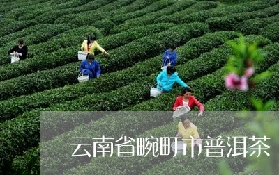 云南省畹町市普洱茶/2023072426049