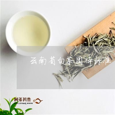 云南省白茶团体标准/2023121684359