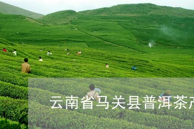 云南省马关县普洱茶产地/2023102486828