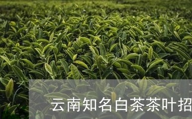 云南知名白茶茶叶招商/2023092650693