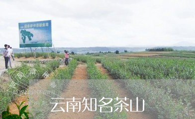 云南知名茶山/2023042978778