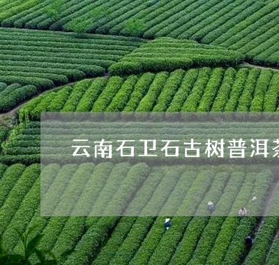 云南石卫石古树普洱茶/2023072467815