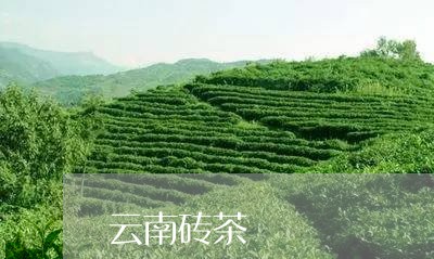 云南砖茶/2023121834149