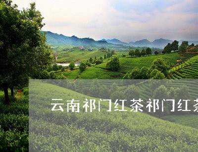 云南祁门红茶祁门红茶介绍分析/2023053104840