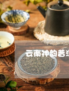 云南神韵普洱茶饼价格/2023062534068