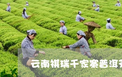 云南祺瑞千家寨普洱茶/2023061513927