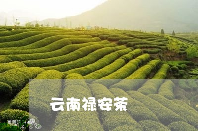 云南禄安茶/2023041864149