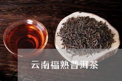 云南福熟普洱茶/2023102692747