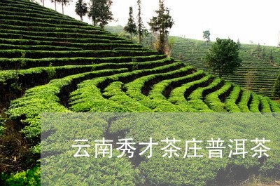 云南秀才茶庄普洱茶/2023070839694