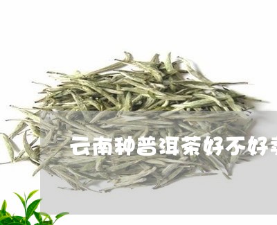 云南种普洱茶好不好卖的/2023082805926