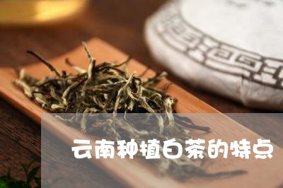 云南种植白茶的特点/2023071448372