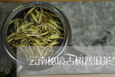 云南秘境古树普洱茶生茶/2023103152624