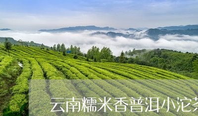 云南糯米香普洱小沱茶/2023080797381