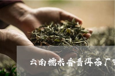 云南糯米香普洱茶厂家/2023092572816