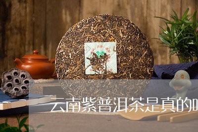 云南紫普洱茶是真的吗能喝吗/2023082892827